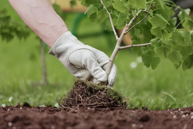 Plantación — Gravical, trabajos verticales y arboricultura en Andalucía