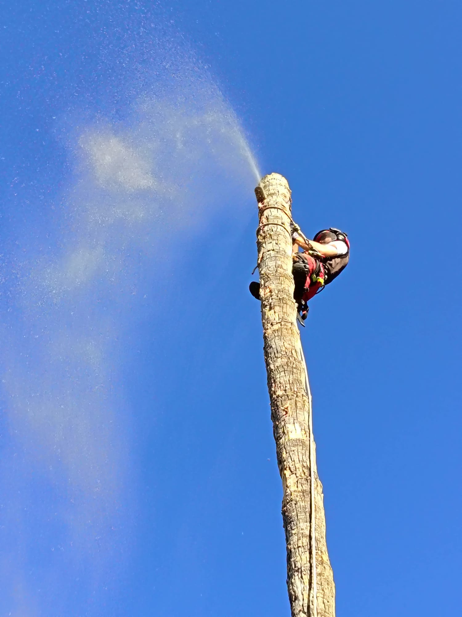 Tala — Gravical, trabajos verticales y arboricultura en Andalucía